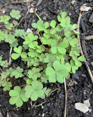 Oxalis grandis