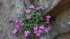 Petrocoptis glaucifolia