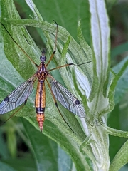 Hesperotipula