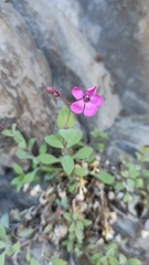 Petrocoptis glaucifolia