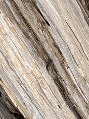 Cryptoblepharus pannosus