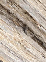 Cryptoblepharus pannosus