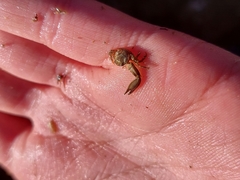 Pisidia