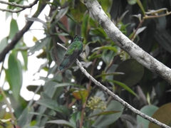 Colibri cyanotus