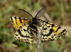 Eurranthis plummistaria