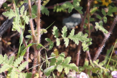 Phacelia cicutaria hispida