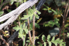 Phacelia cicutaria hispida