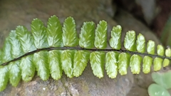 Asplenium azoricum