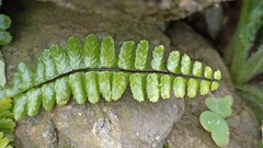 Asplenium azoricum
