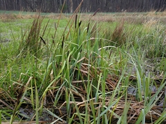 Carex acutiformis