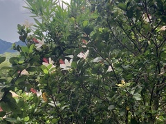 Hibiscus arnottianus