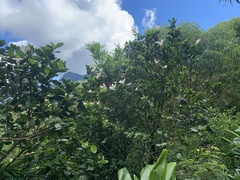 Hibiscus arnottianus