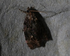 Gatesclarkeana idia