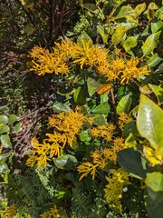 Gaiadendron punctatum