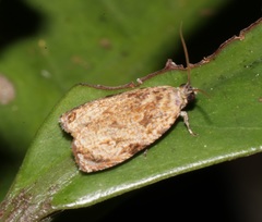 Sycacantha inopinata