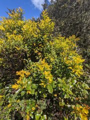 Gaiadendron punctatum