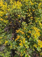 Gaiadendron punctatum