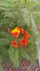 Caesalpinia pulcherrima