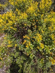 Gaiadendron punctatum