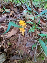 Ramaria lorithamnus