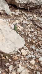 Podarcis pityusensis