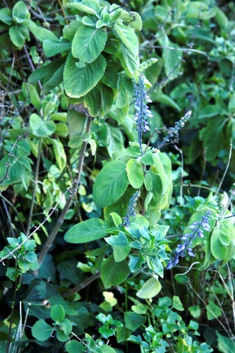 Coleus barbatus