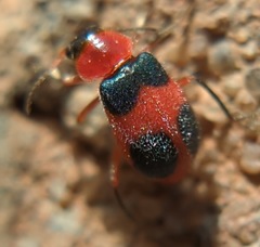 Collops quadrimaculatus