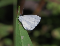 Celastrina neglecta