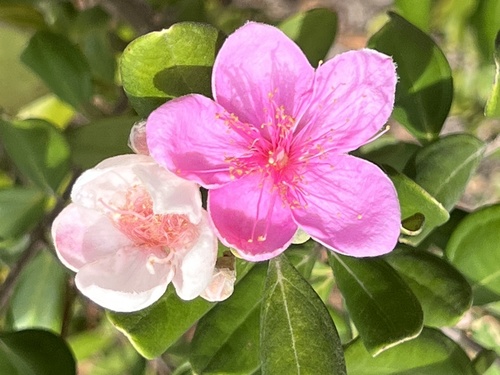 Rhodomyrtus tomentosa image