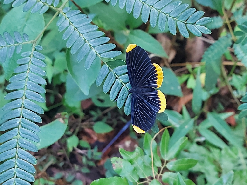 Melanis alena