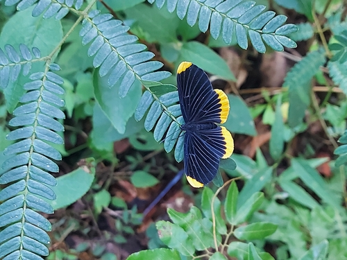 Mariposas ónix