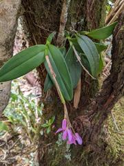 Epidendrum paucifolium