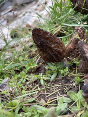 Morchella angusticeps