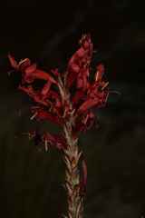 Tritoniopsis triticea