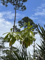 Alstonia macrophylla