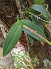 Epidendrum paucifolium