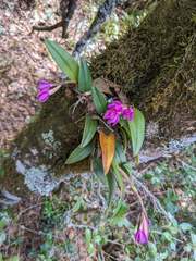 Epidendrum paucifolium