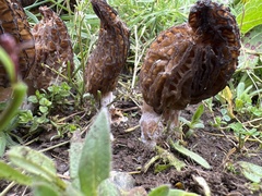 Morchella angusticeps