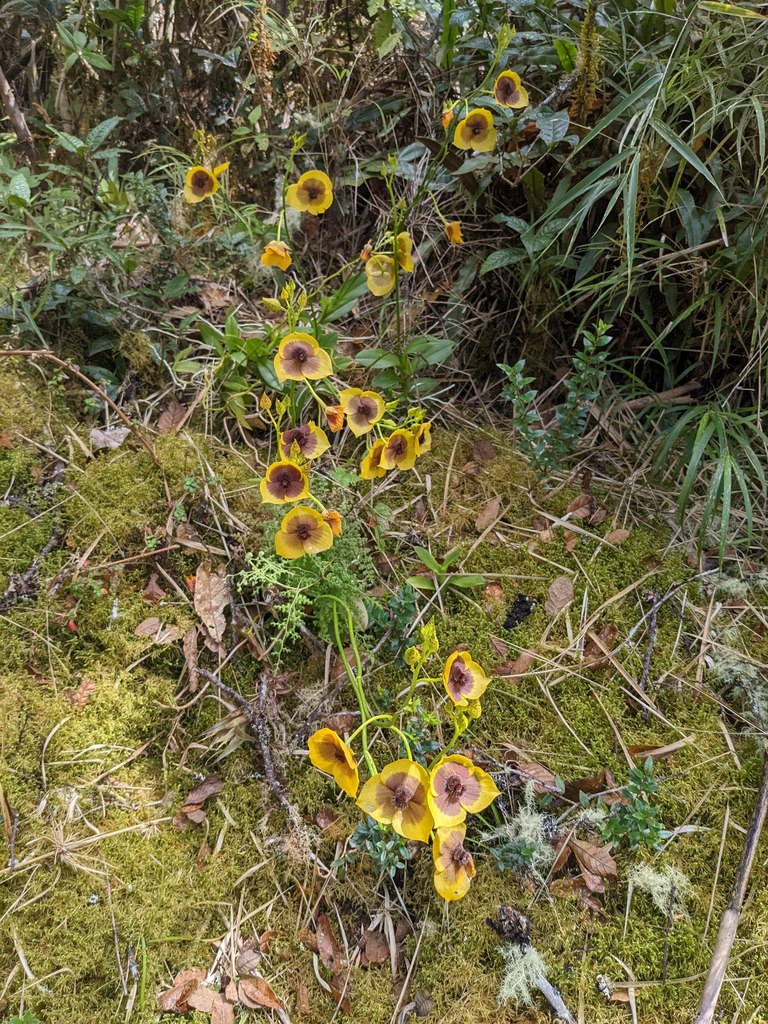 Telipogon costaricensis