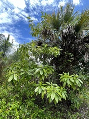 Alstonia macrophylla