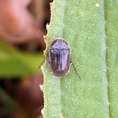 Artematopodidae