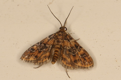 Elophila responsalis