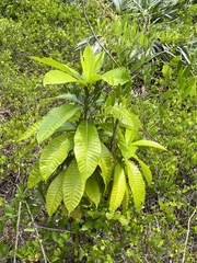Alstonia macrophylla