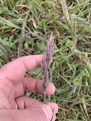 Bromus maritimus