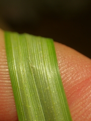 Carex acutiformis