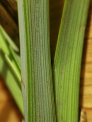 Carex acutiformis