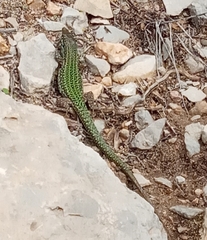 Podarcis pityusensis