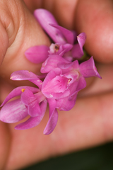 Epidendrum paucifolium
