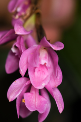 Epidendrum paucifolium