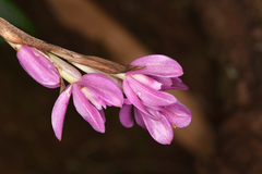 Epidendrum paucifolium